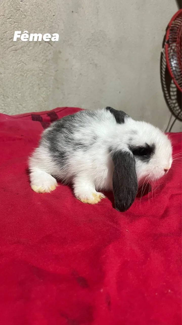 Mini lop - Foto 5