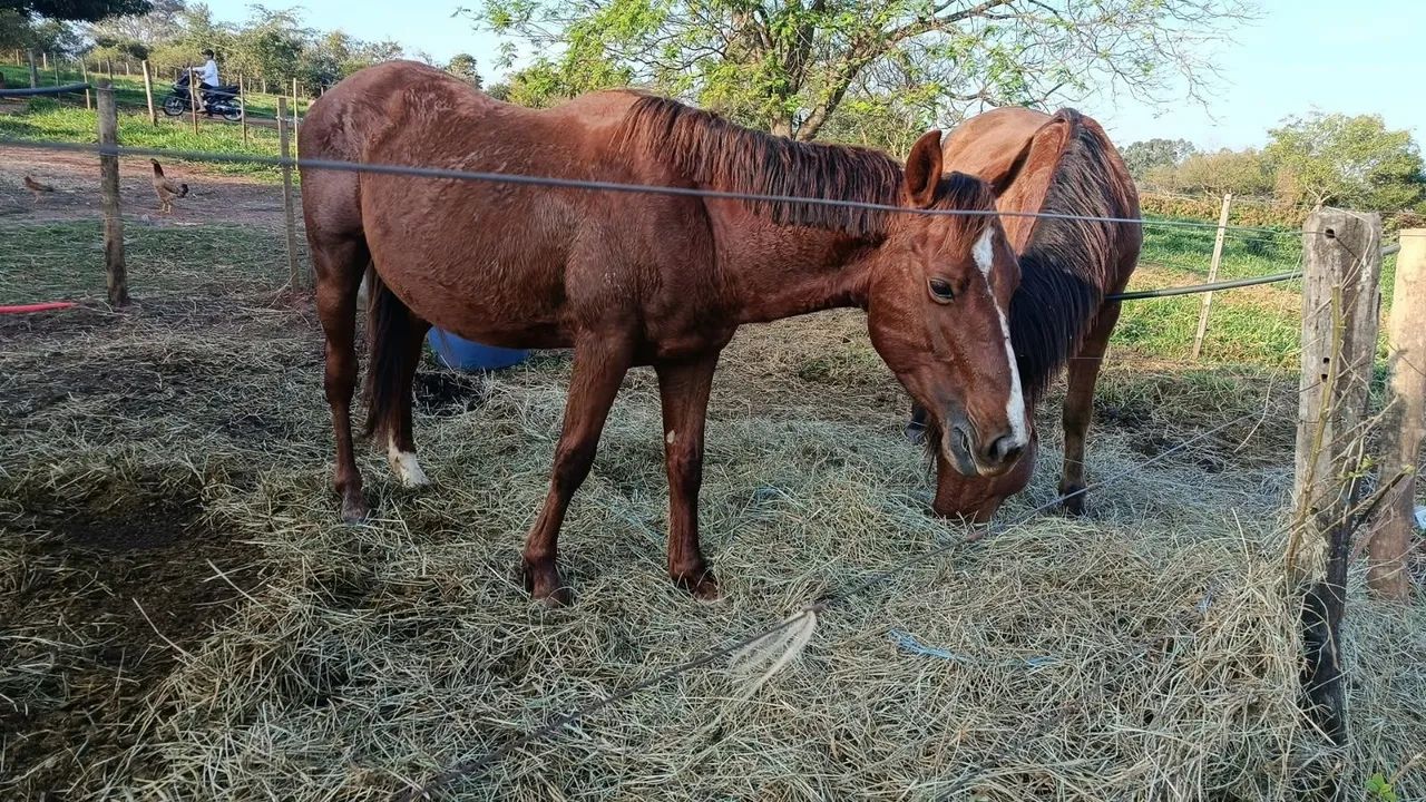 Cavalo QM PO - Foto 2