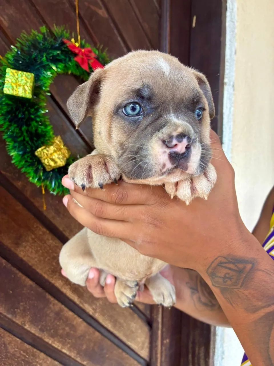 American bully micro  - Foto 2
