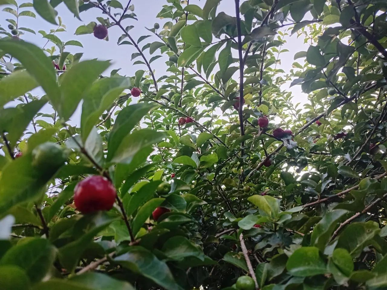 Mudas de Acerola ? - Foto 2