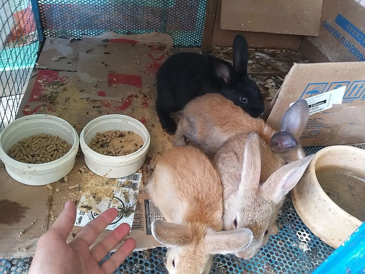 Coelhos - Foto 2