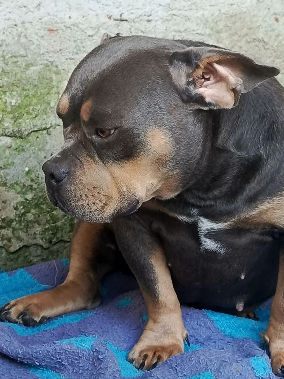 American Bully  - Foto 4