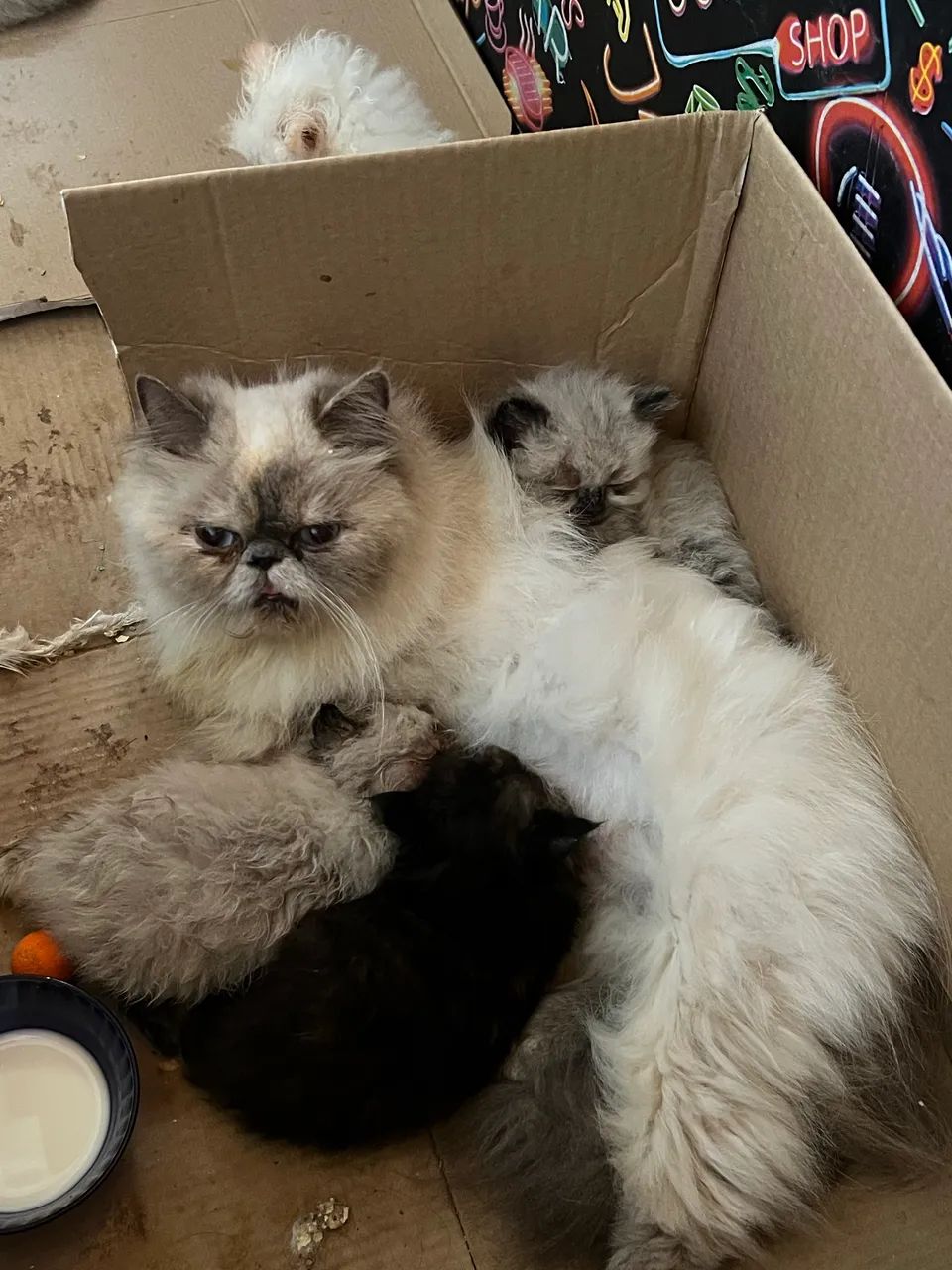 Fêmea persa  60 dias  - Foto 3