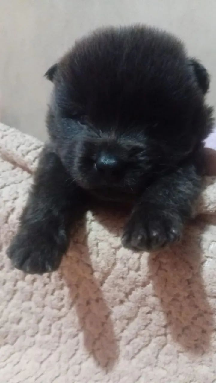 Vendo Chowchow - Foto 4