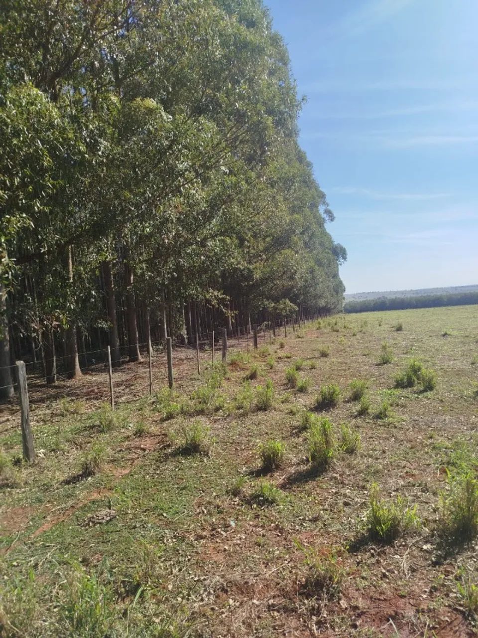 Floresta eucalipto Bataguassu-MS 