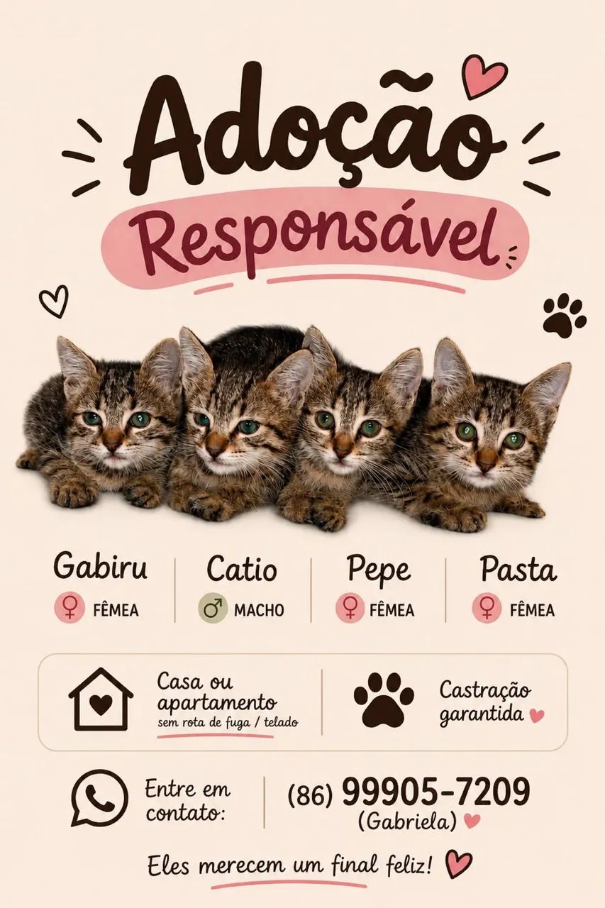 Gatinhos para adoção 