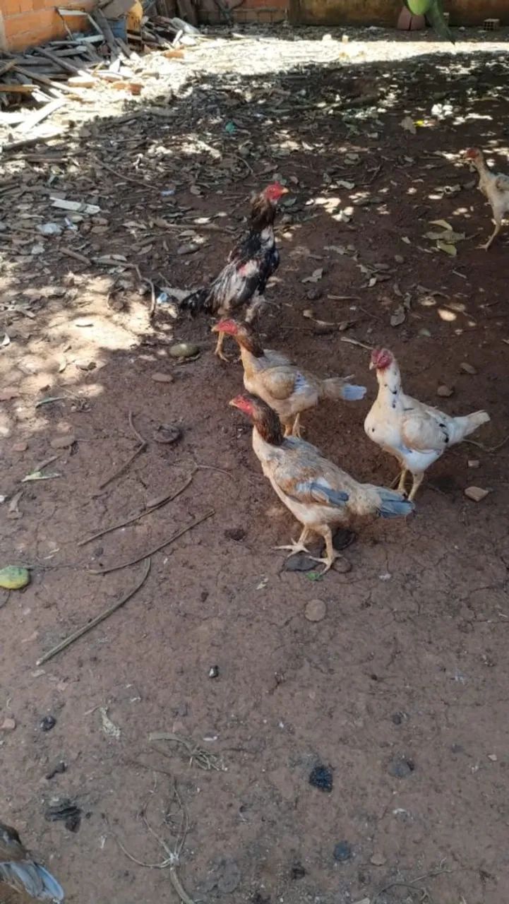 Frangas e galinhas índia pura ótima linhagem - Foto 5