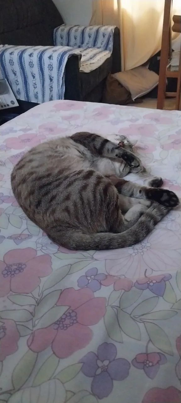 Doa-se gato - Foto 4