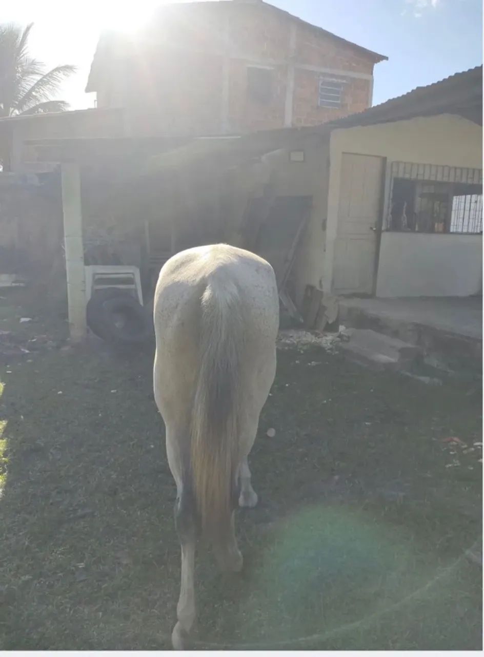 Potro e égua  - Foto 3