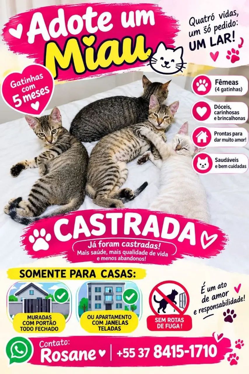 Adoção de gatinhas 