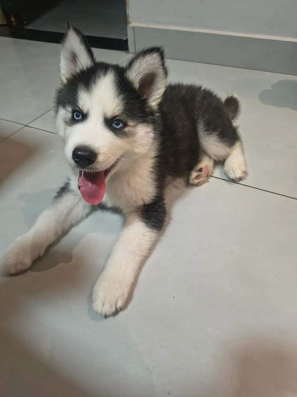 Husky siberiano macho  - Foto 4