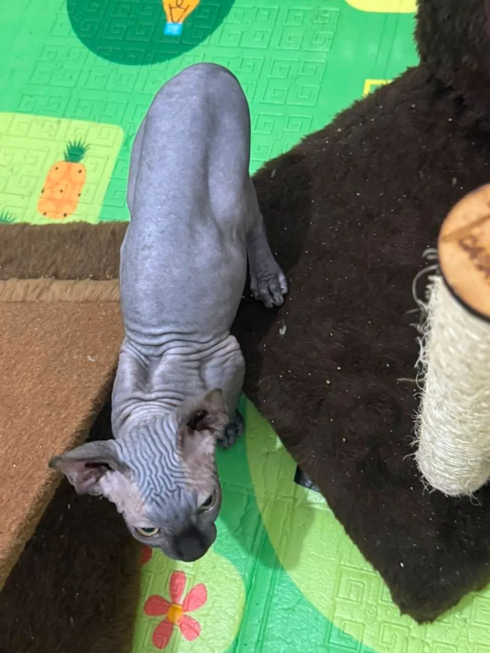 gato Sphynx  macho - Foto 4