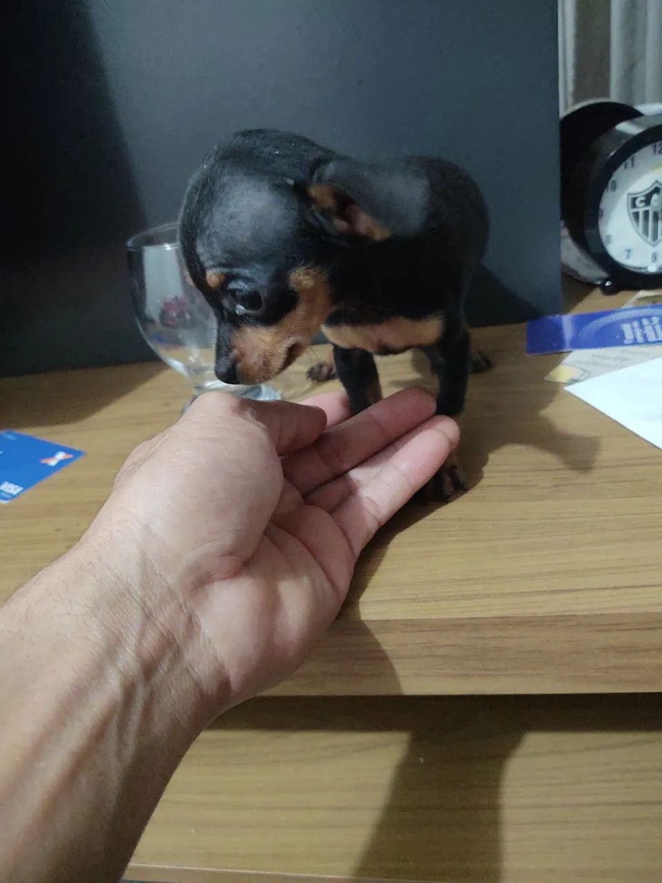 Pinscher 