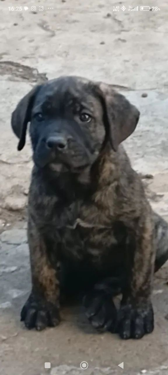 Vendo filhotes de cane corso  - Foto 2
