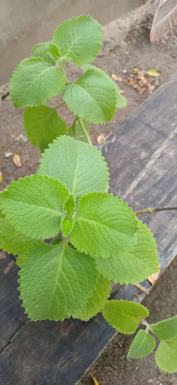 Plantas ortelao graúdo 