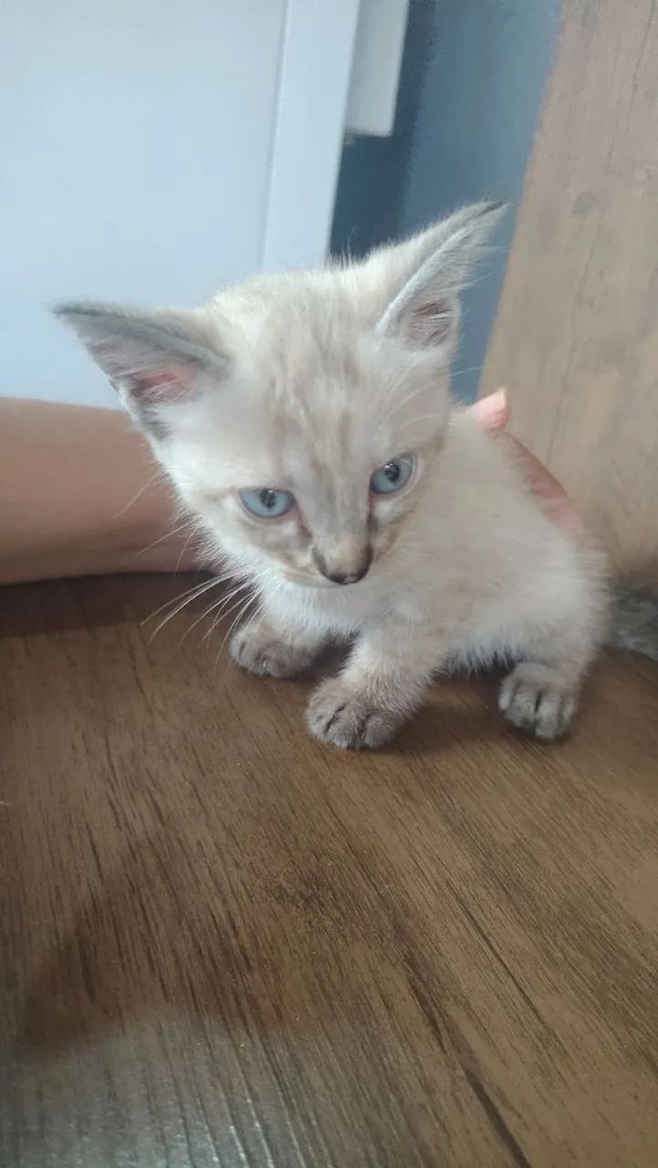 Para doação somente para quem realmente cuide  - Foto 3