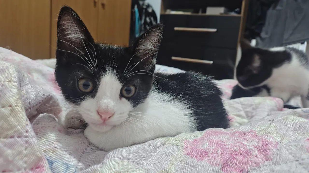 Doação de gatinhos  - Foto 3
