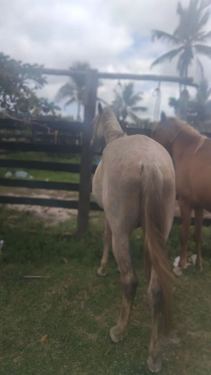 Vende-se cavalo boms - Foto 4