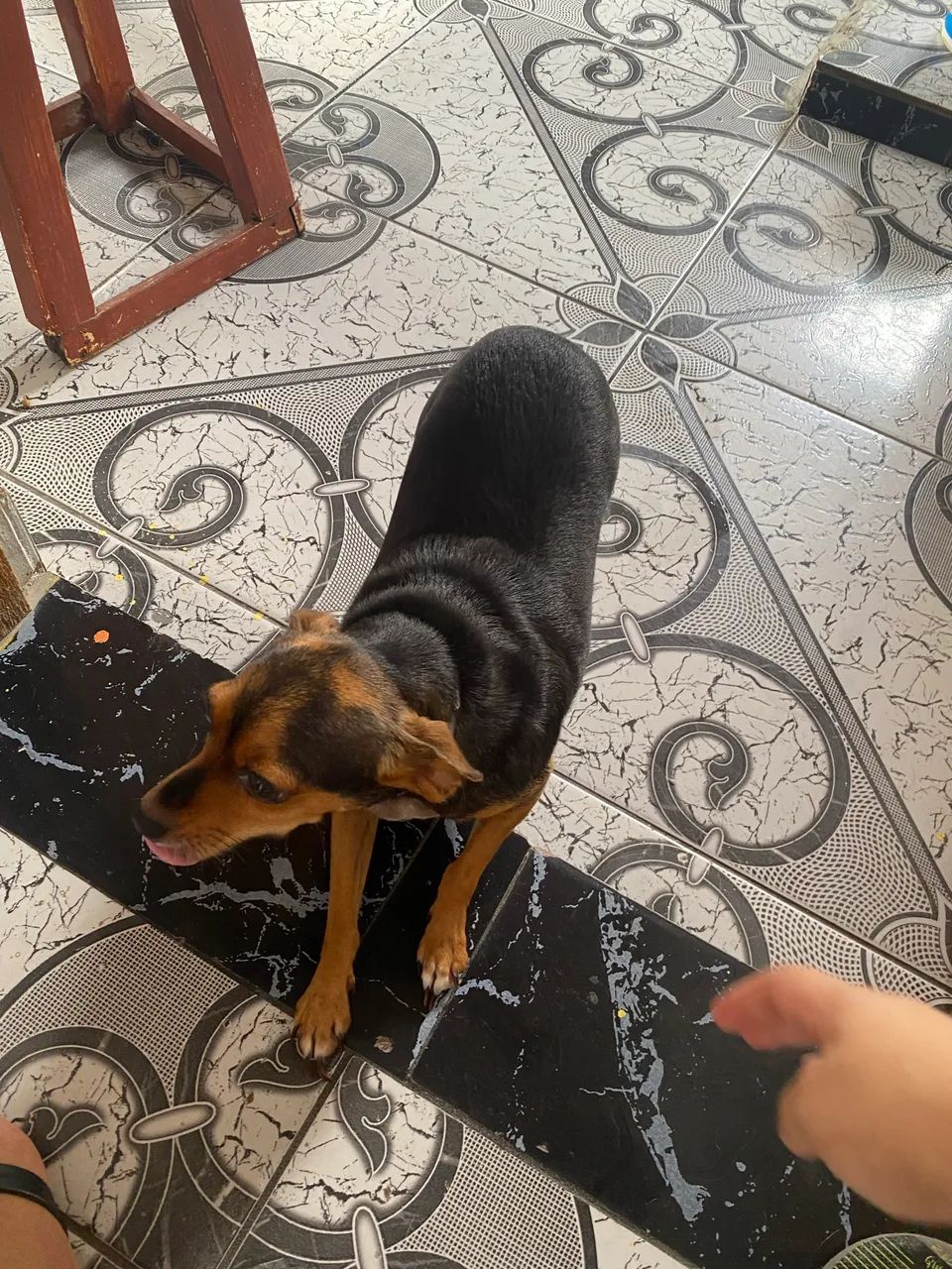 Pinscher fêmea adulta à venda. Lola, 4anos ? - Foto 3