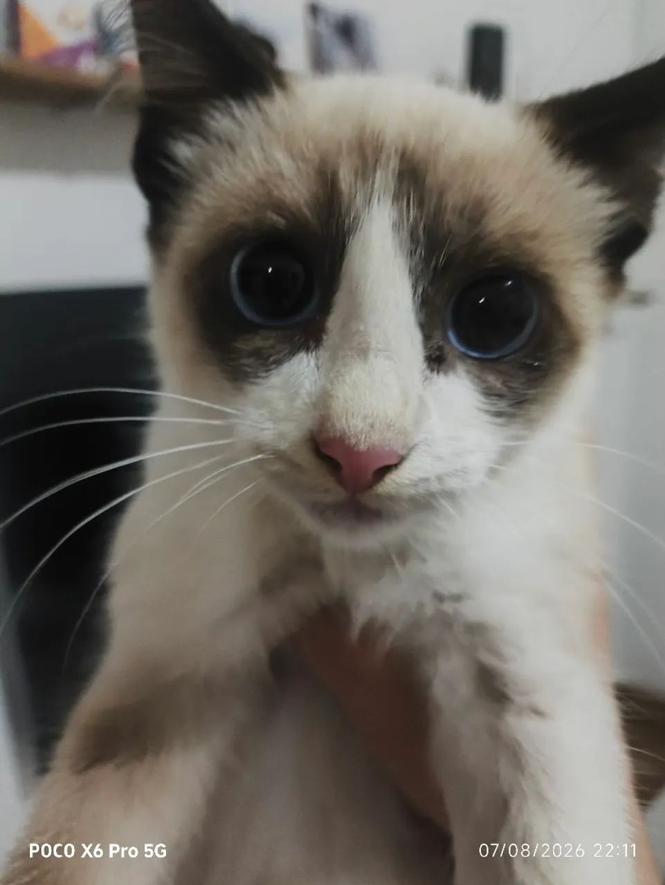 Gatinho para adoção  - Foto 5
