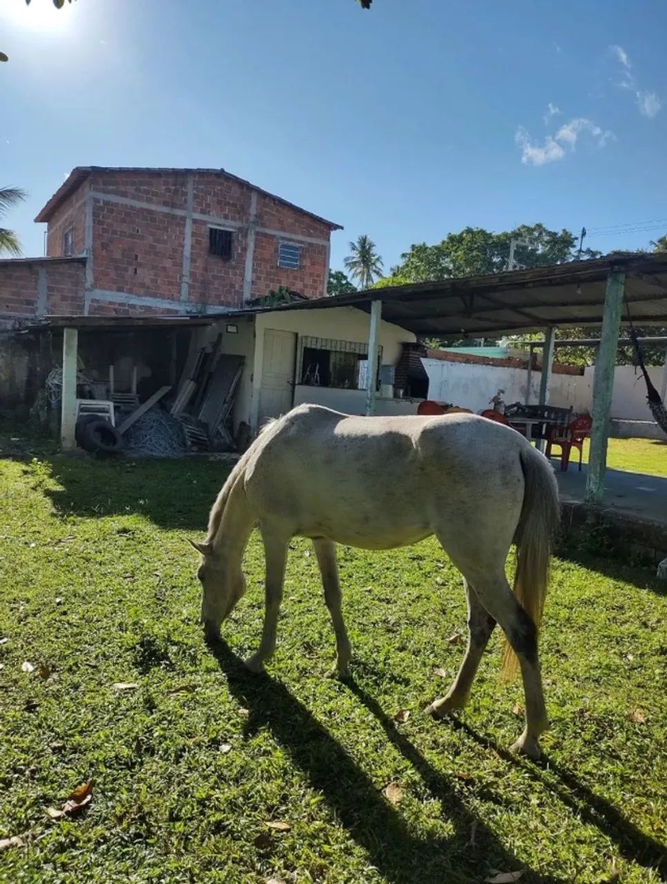 Potro e égua 