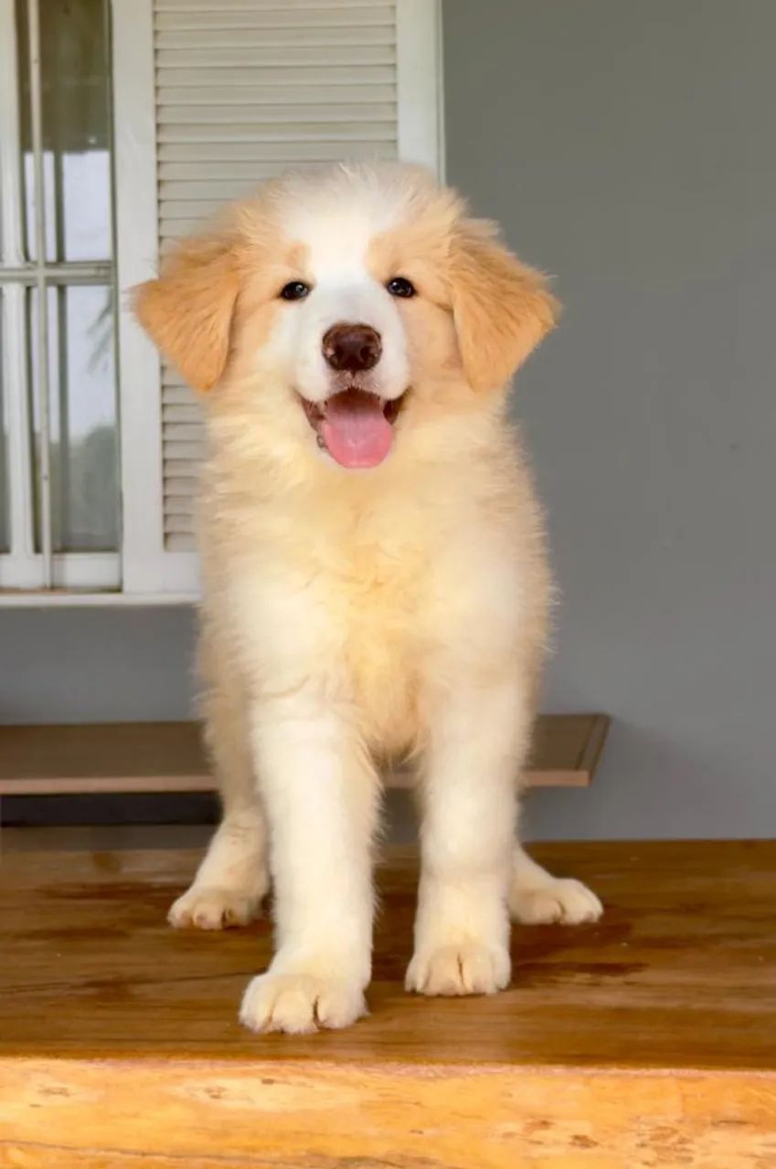 BORDER collie lilac - Foto 4