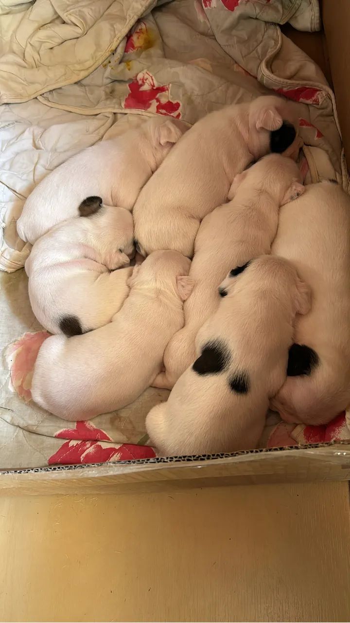 Bulldog francês - Foto 5