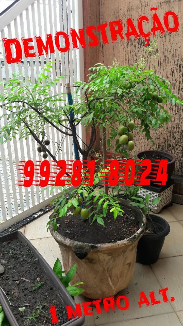 Mini Frutífera Cajamanga PRODUZINDO.  - Foto 6