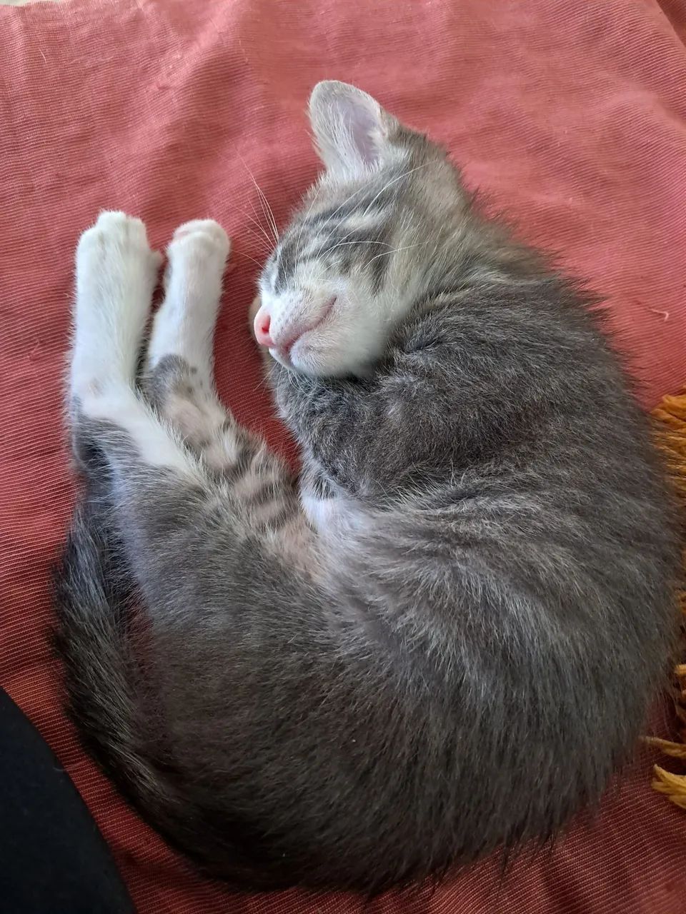 Doa se gatinho - Foto 3