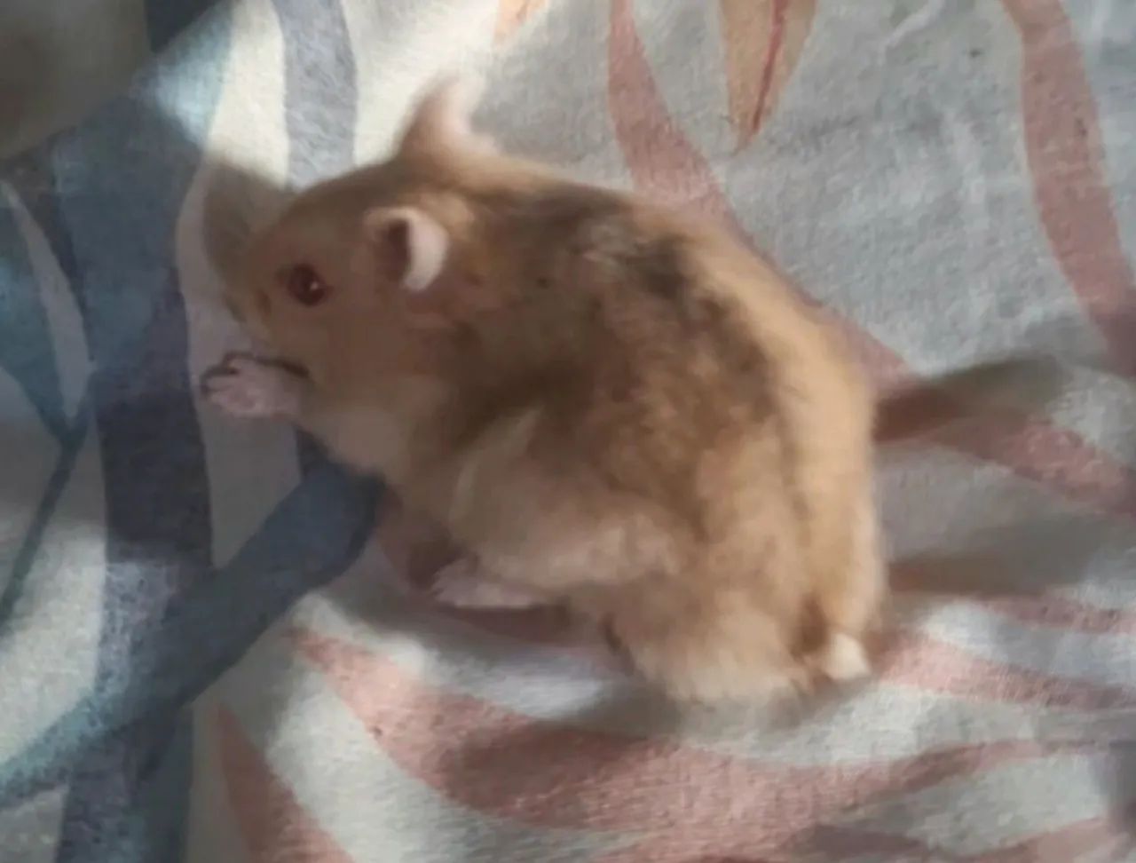 Hamster anão russo  - Foto 4