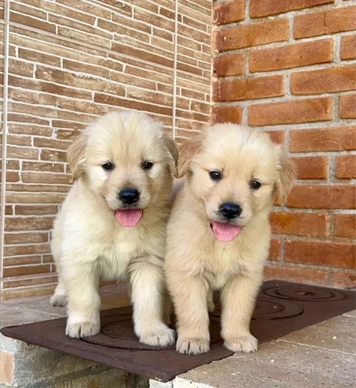 Golden Retriever  - Foto 2
