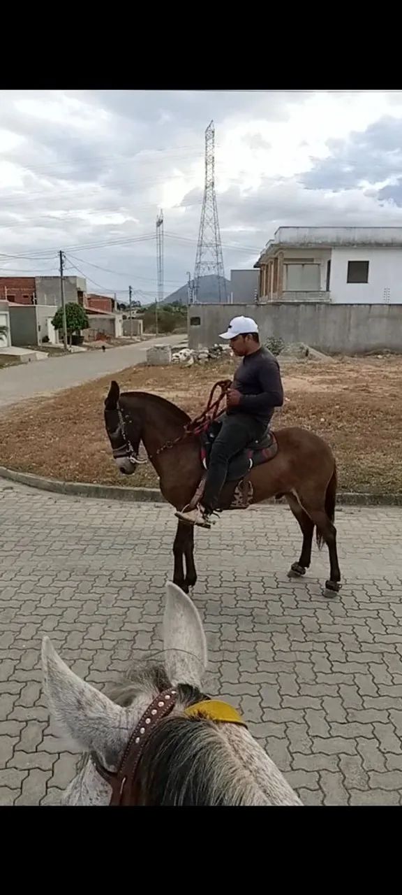 Burro Machador 