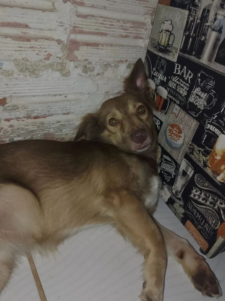Estou doando essa cachorra!!