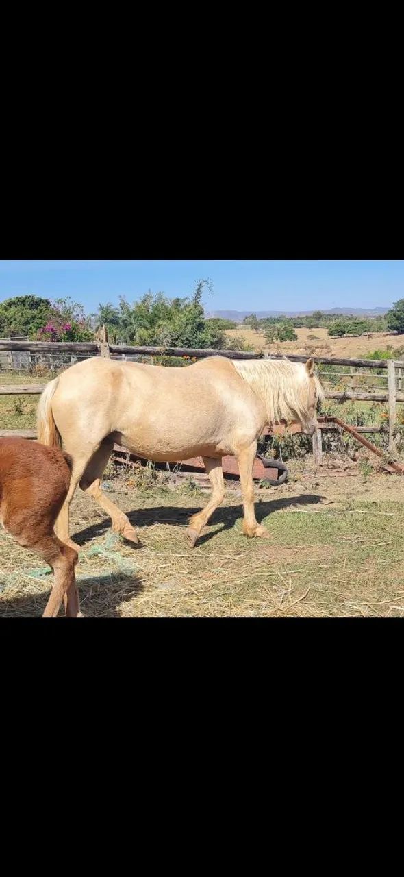 Egua quarto de milha palomina - Foto 2