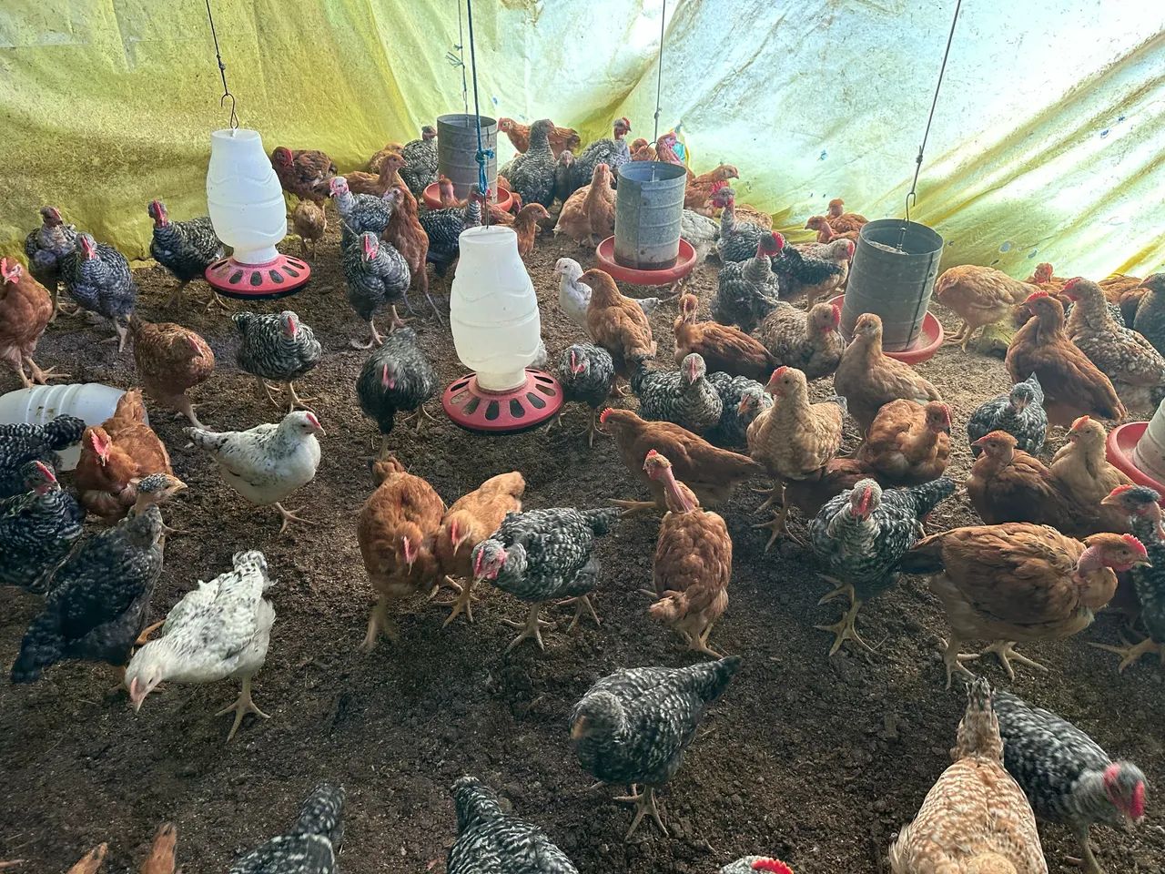 Frangos caipira