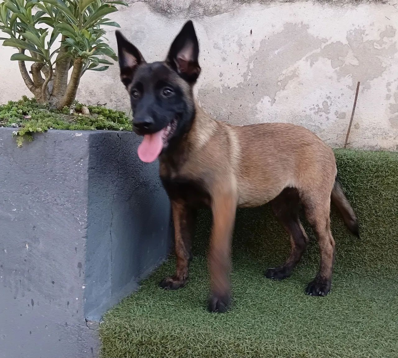 Pastor belga 10× sem juros  - Foto 2
