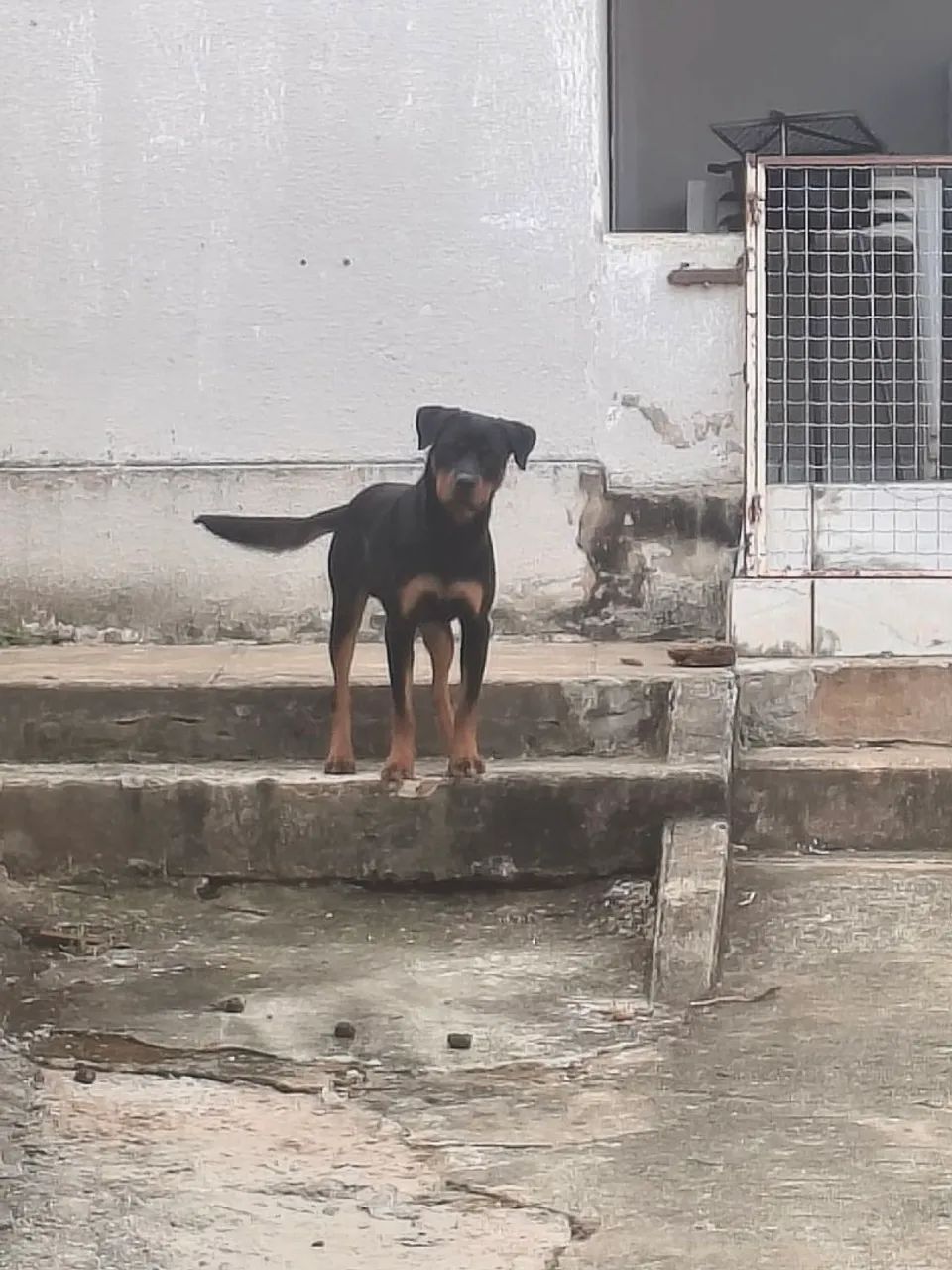 Macho para cruza - Foto 2
