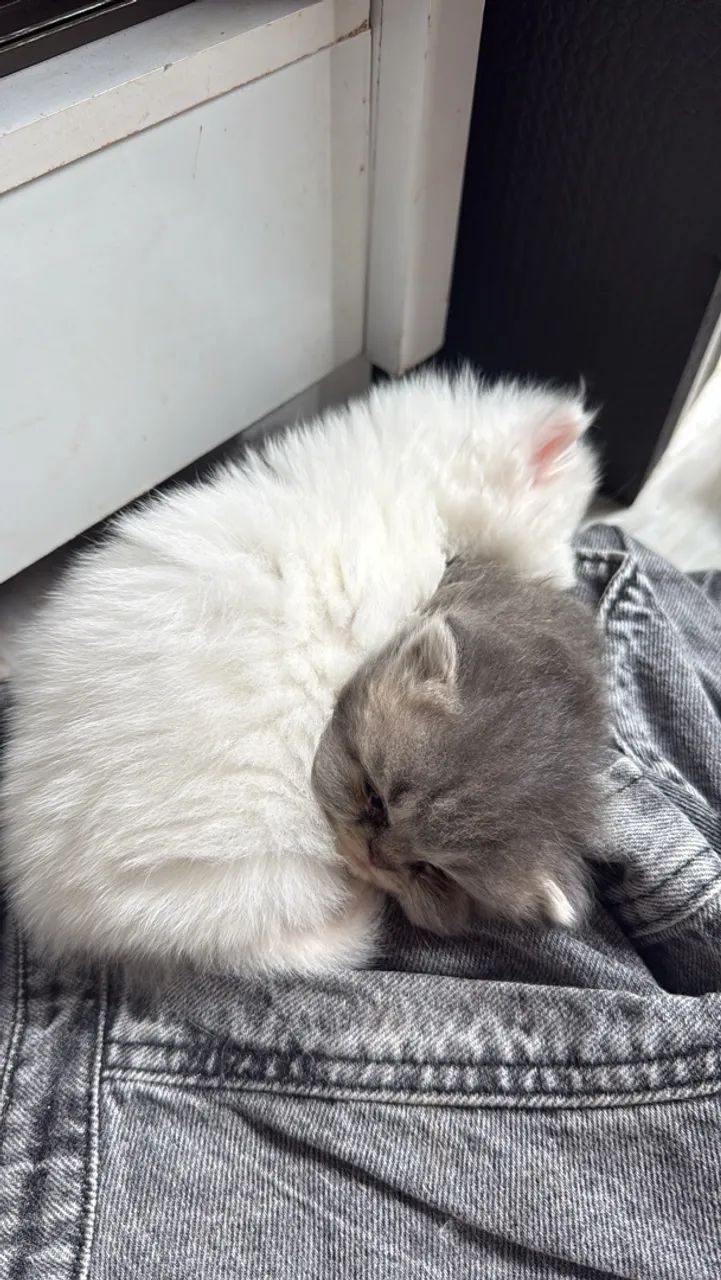 Gato persa - Foto 2