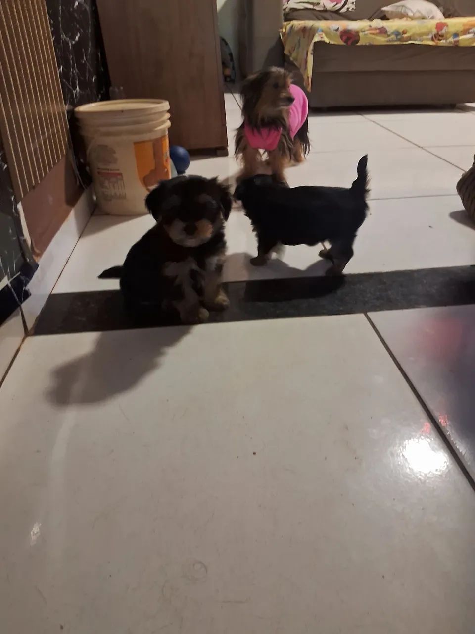 Cachorro  - Foto 5