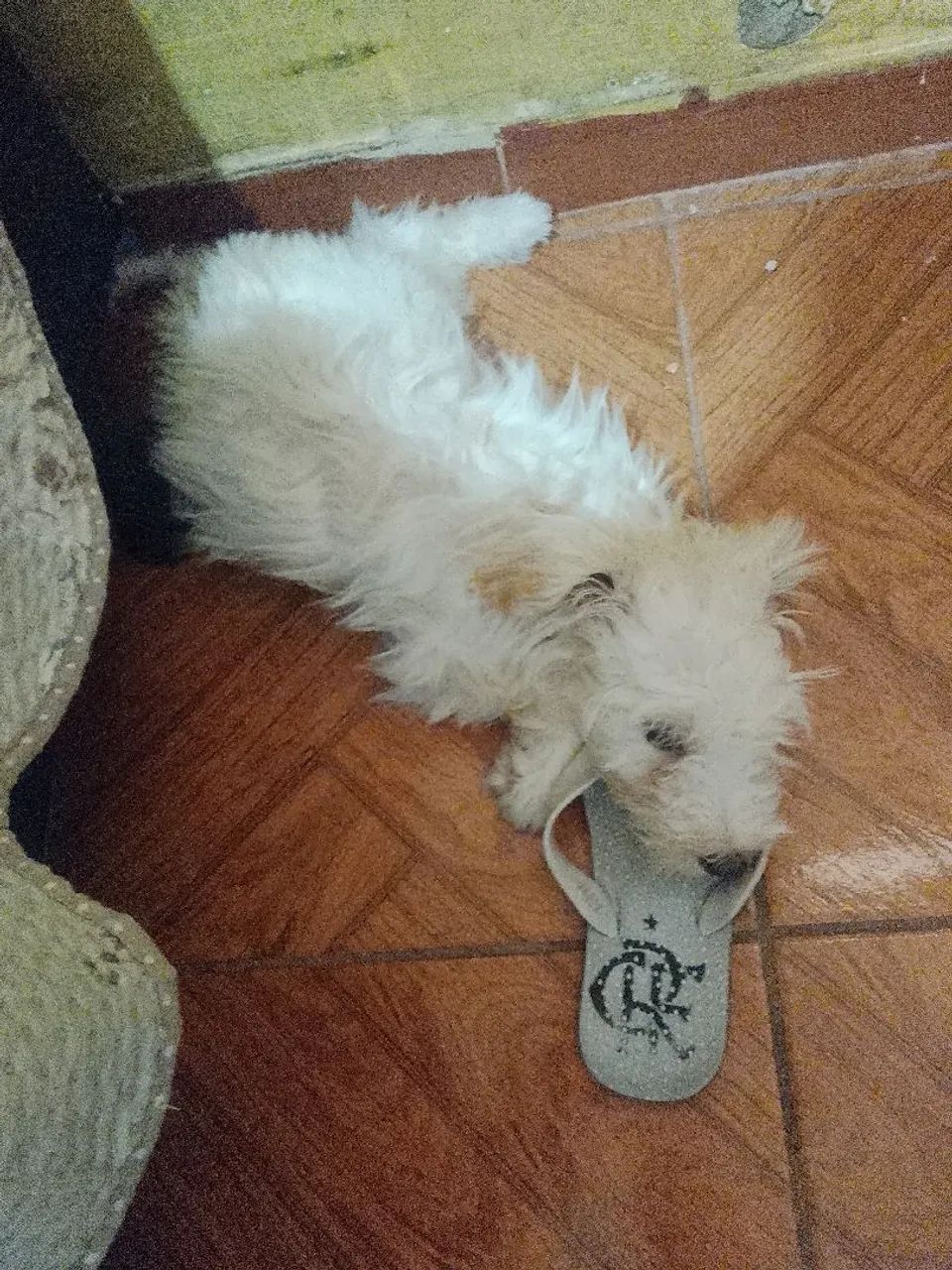 Cachorro