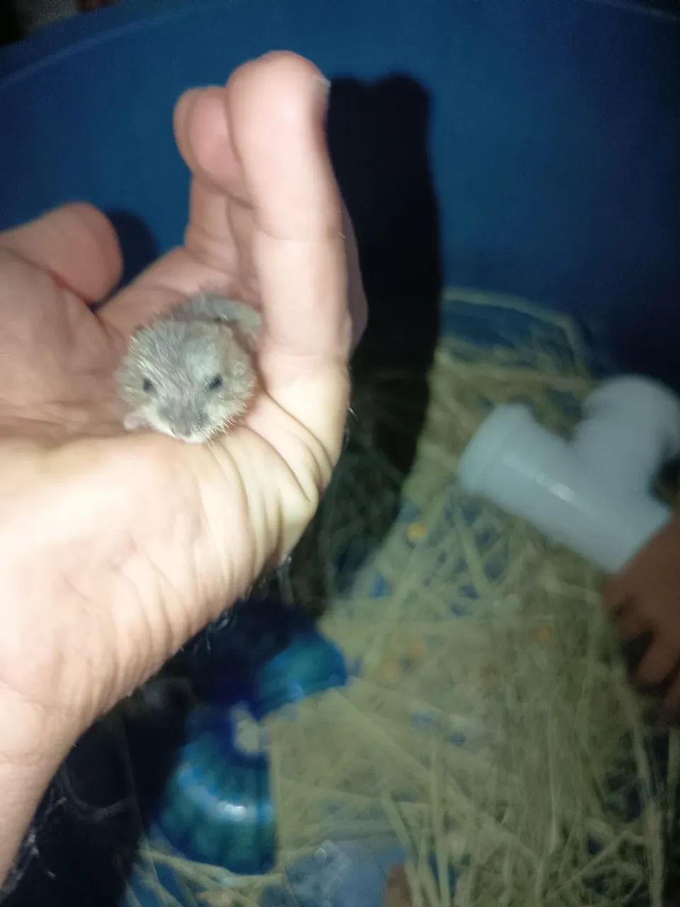 Filhote de hamister anão Russo  - Foto 4
