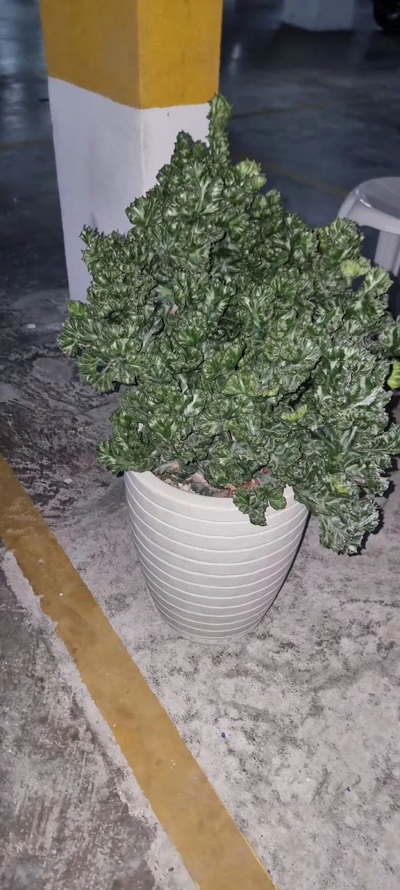 Cactos monstro - Foto 3