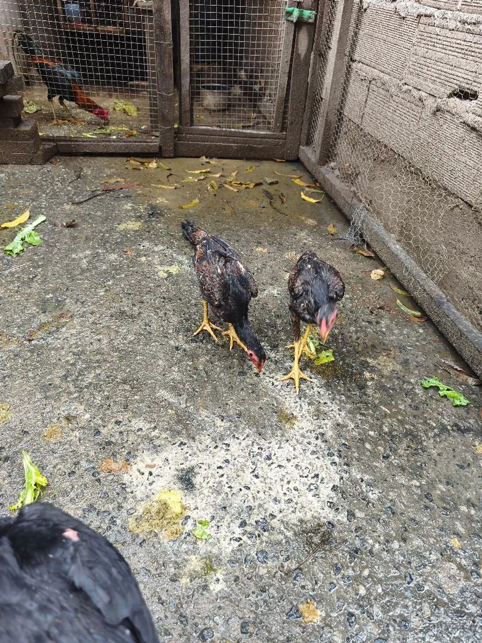 Vendo frangas e frango índio  - Foto 2