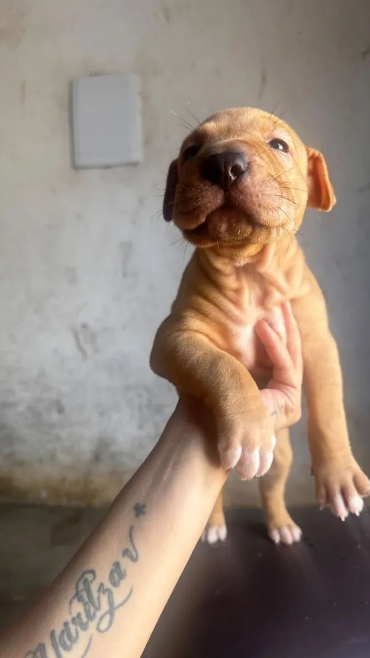 Vende-se lindos  cachorrihos - Foto 4