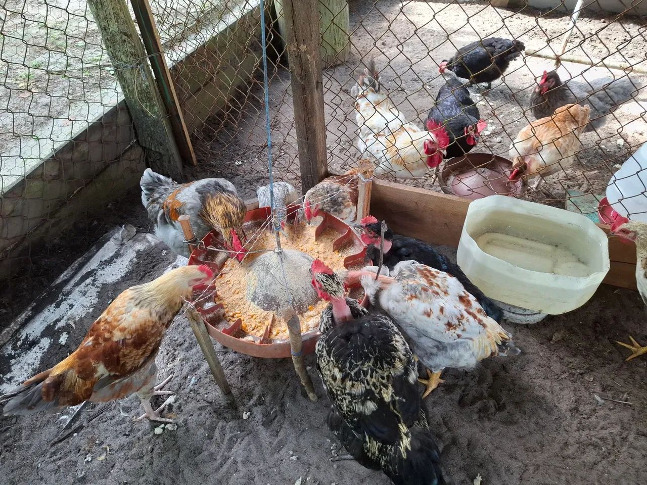 Vende-se Frango  - Foto 6