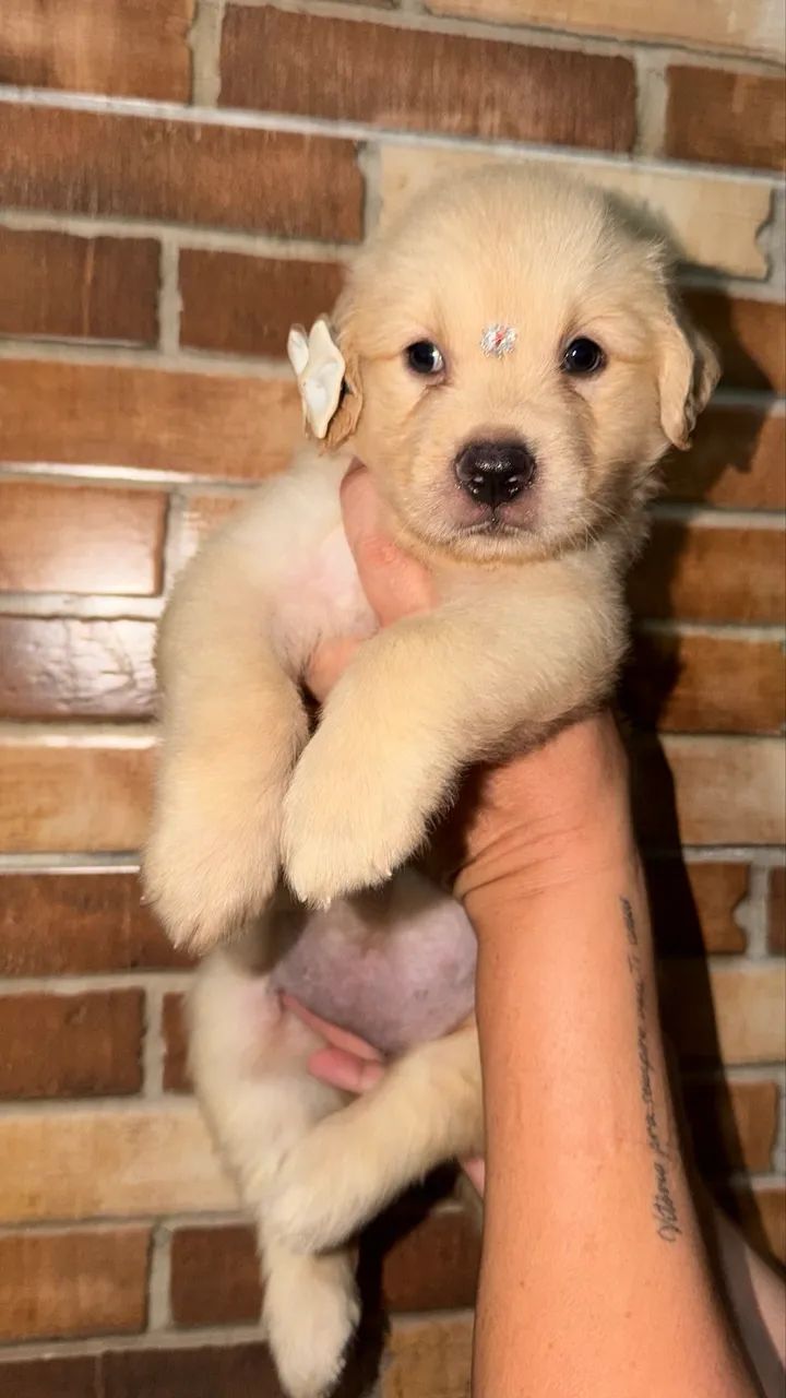 FILHOTE GOLDEN RETRIVER  - Foto 3
