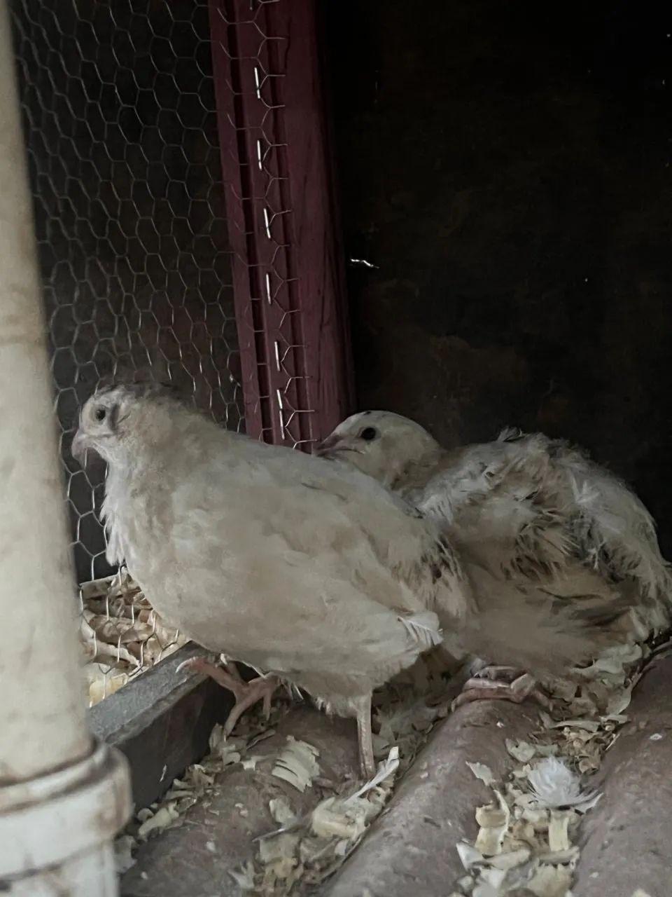 Casal de Codorna chinesa e Codorna Gigante  - Foto 3