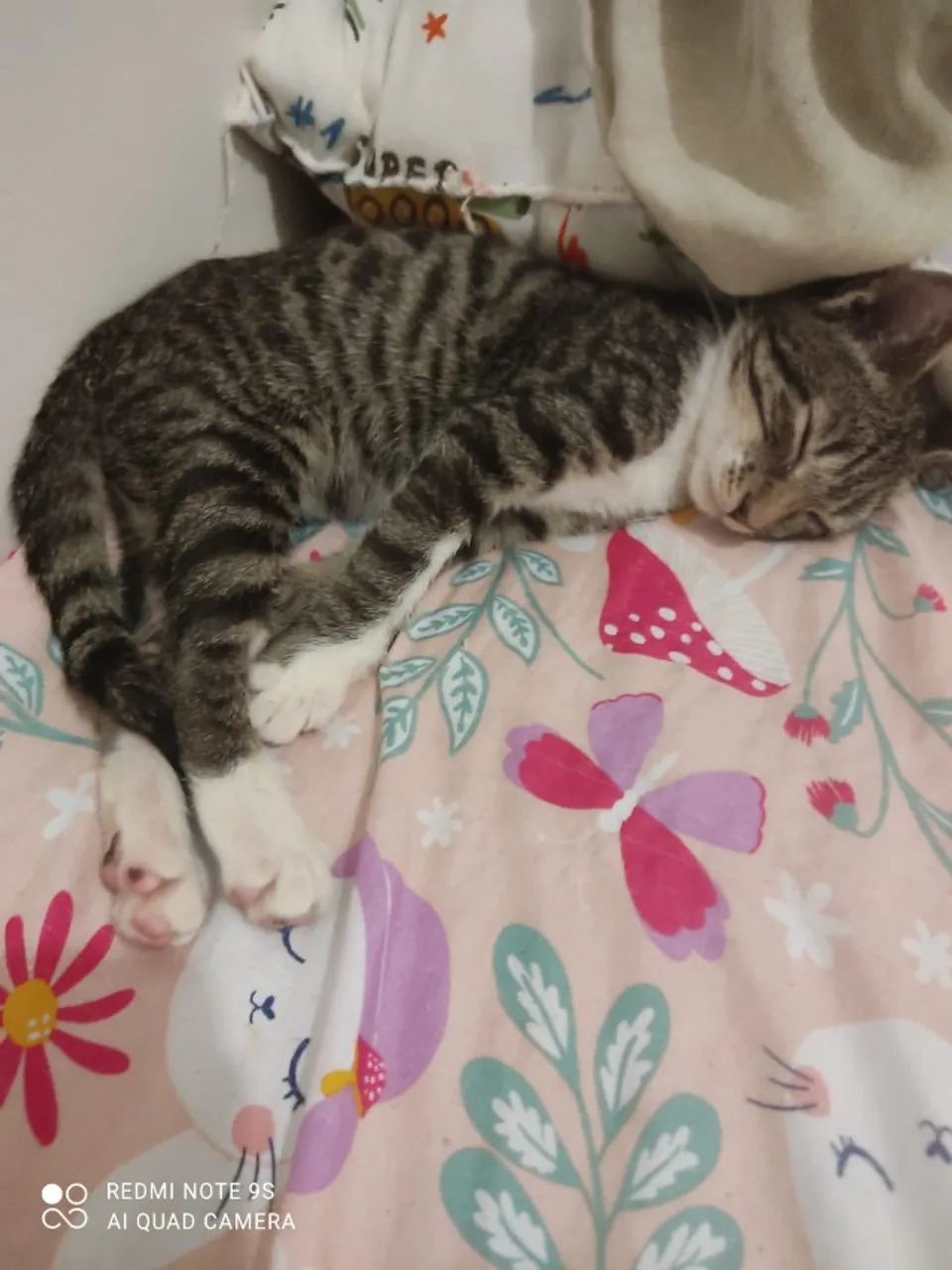 Gatinho de 2 meses para adoção - Foto 4