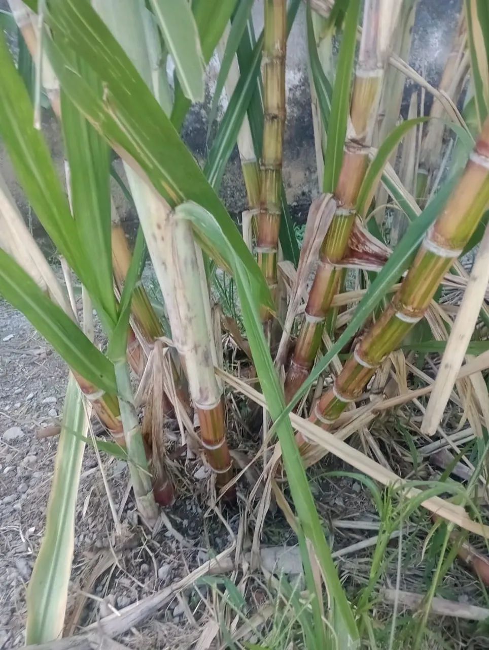 Cana caiana pingo de mel