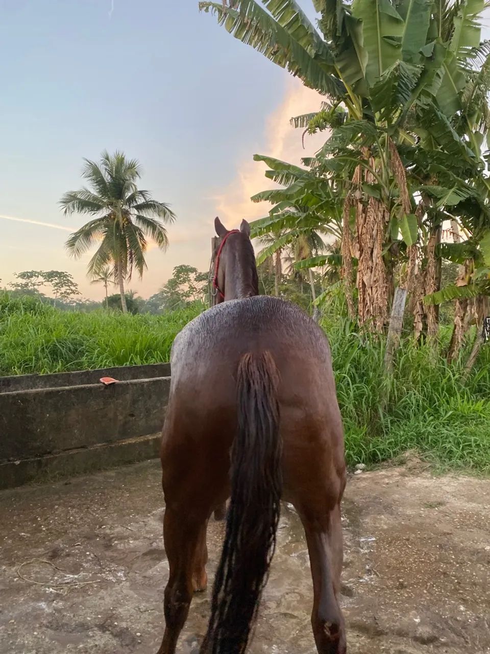 Cavalo quarto de milha 